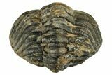 Wide, Enrolled Morocops Trilobite - Morocco #224248-2